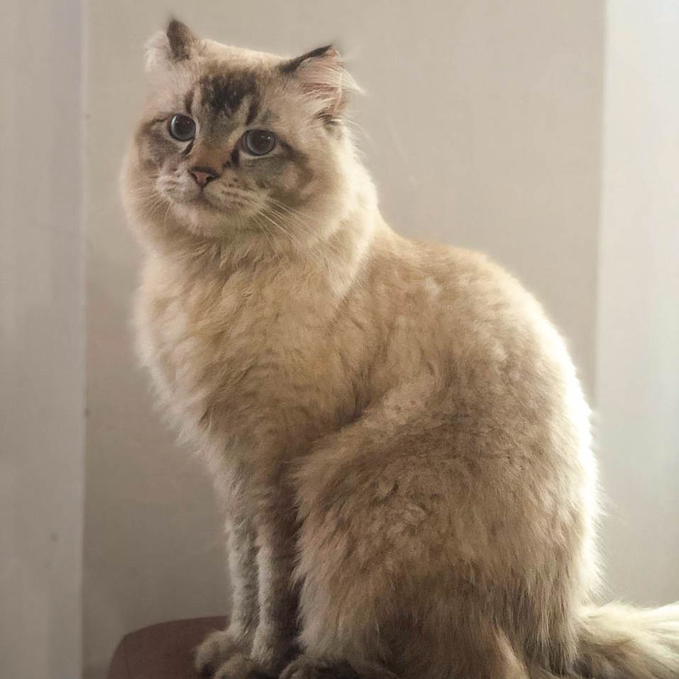 Paw Packets makanan kucing sehat raw food for cats