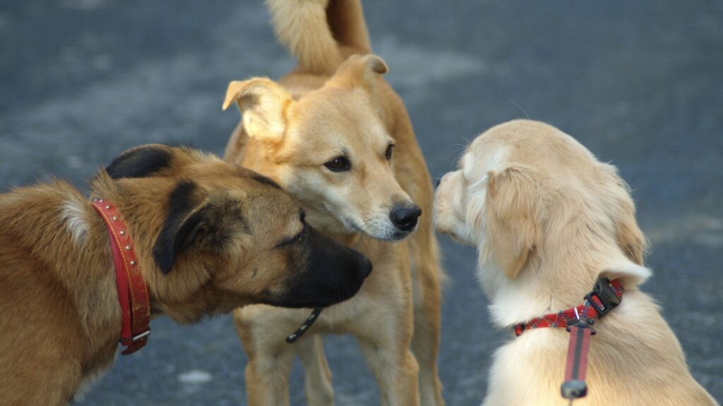 apa itu sosialisasi bagi anjing