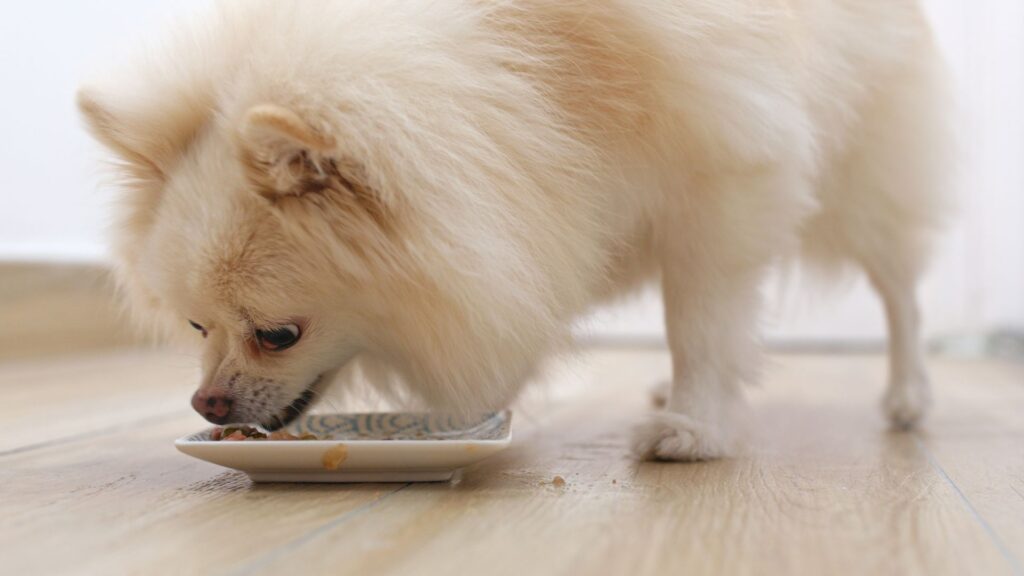 mengapa pemilihan makanan anjing itu penting