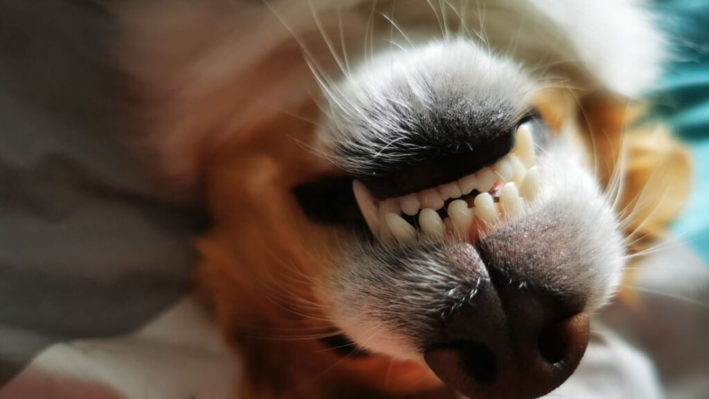 pentingnya membersihkan gigi anjing