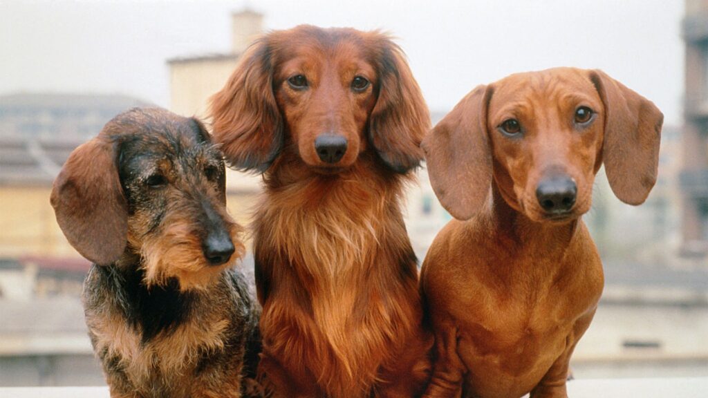 ras anjing dachshund sifat, karakteristik, dan perawatan 1