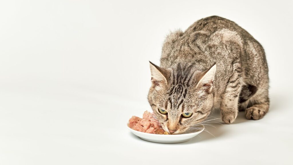 apa itu raw food untuk kucing