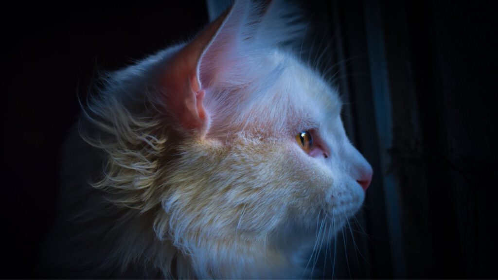 alasan kenapa kucing sering mengeong di malam hari