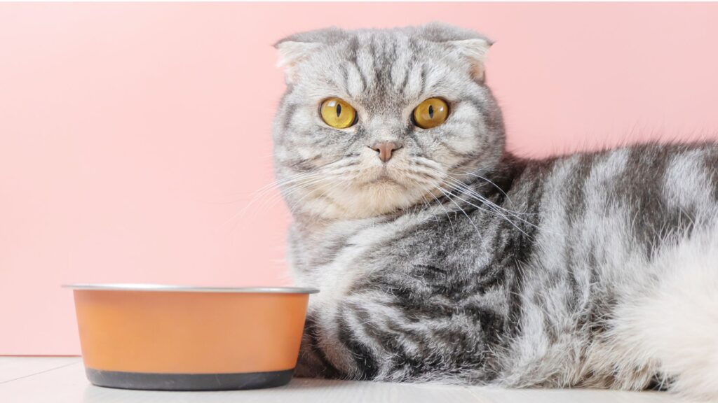 mengapa nafsu makan kucing bisa berkurang