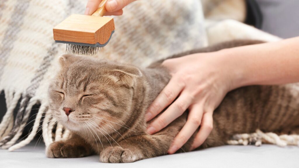 mengapa menyisir bulu kucing itu penting