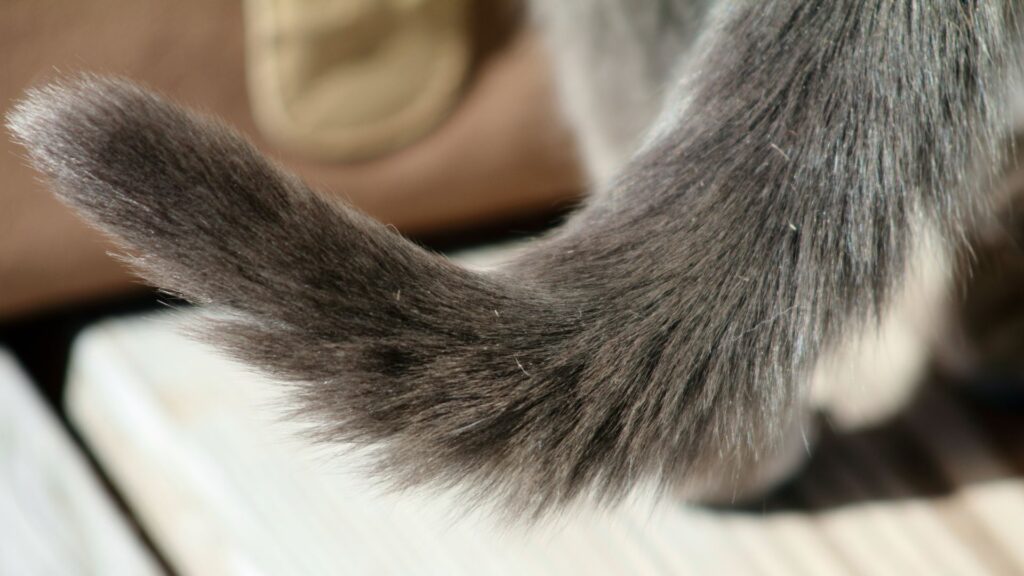 mengapa ekor kucing penting dalam bahasa tubuh