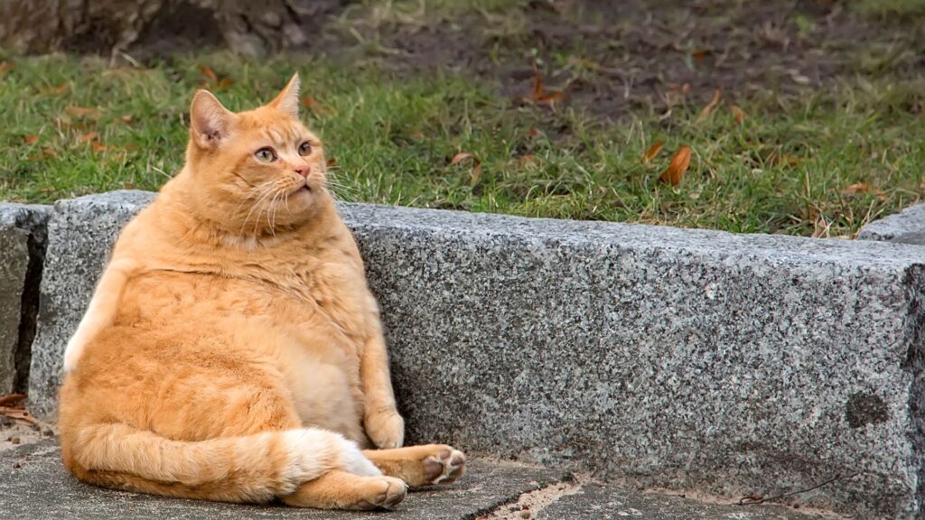 cara mengetahui apakah kucing anda obesitas