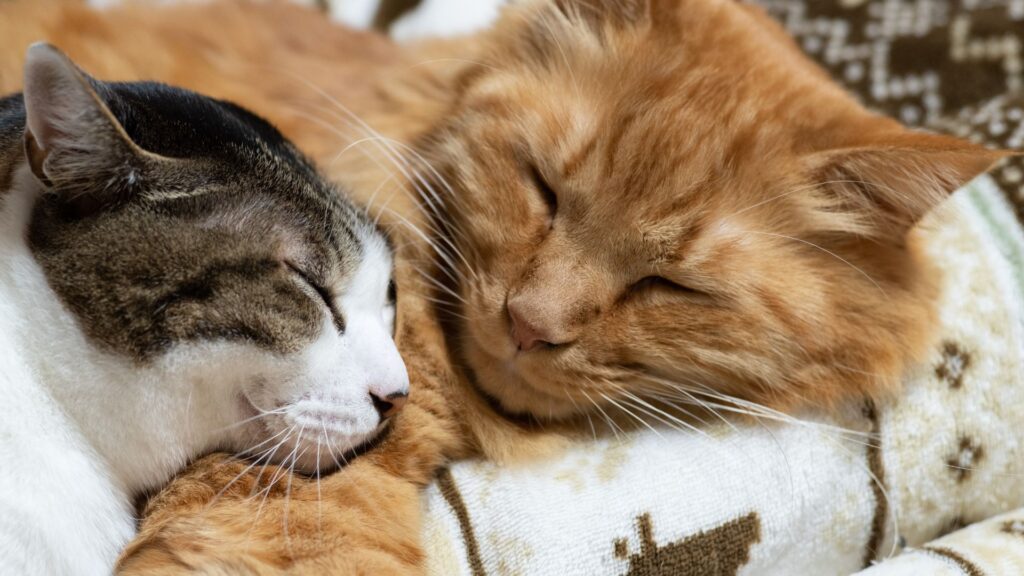 perbedaan grooming kucing bulu panjang dan bulu pendek