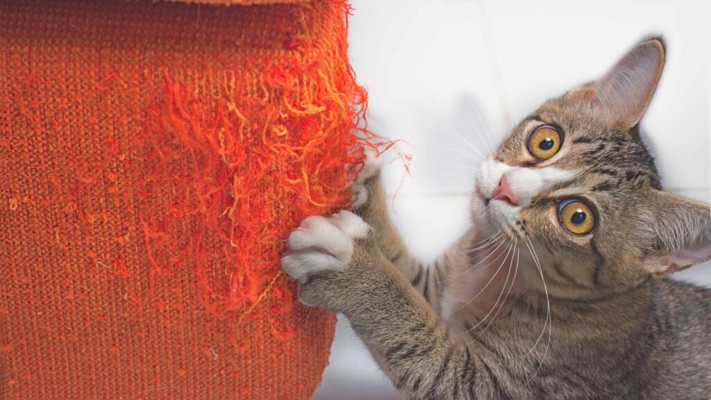 kenapa kucing suka menggaruk furnitur