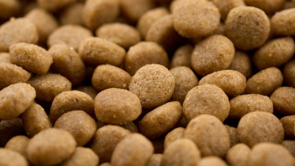 apa itu kibble (makanan kering) untuk kucing?