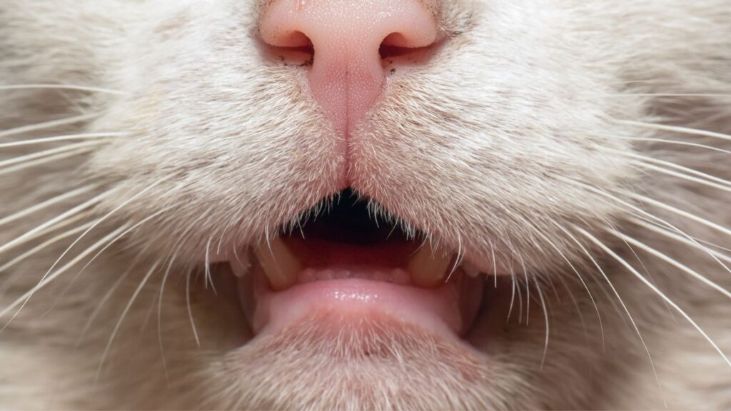 kenapa kebersihkan gigi kucing itu penting