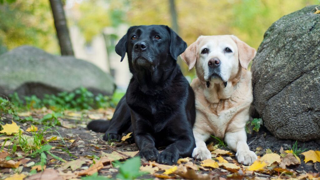 labrador retriever: sifat, karakteristik, dan perawatan 1