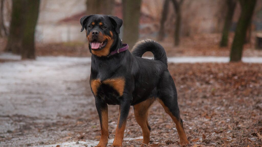 rottweiler sifat karakteristik dan perawatan 1