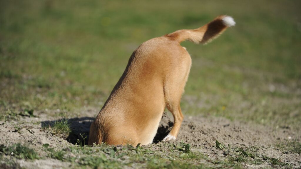 paw packets perilaku anjing yang sering disalahpahami: menggali tanah atau halaman