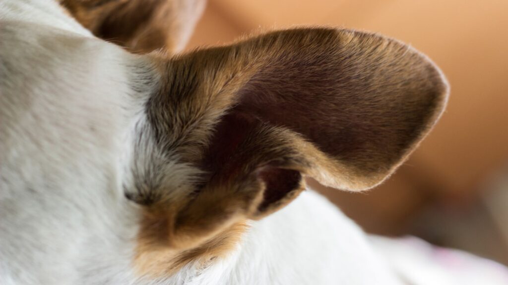 seberapa sering telinga anjing perlu dibersihkan