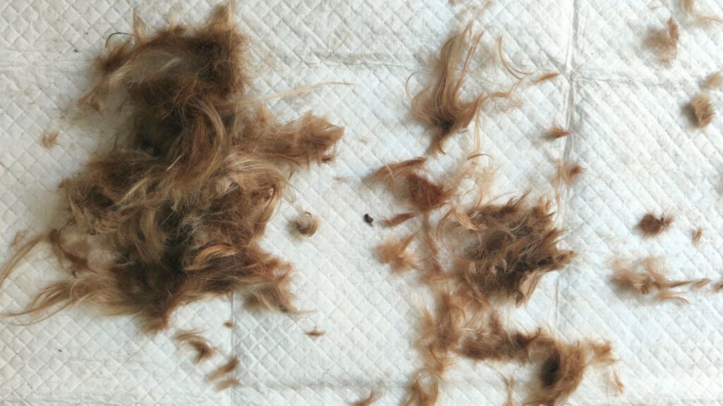 paw packets tips mengatasi bulu anjing rontok berlebihan 2