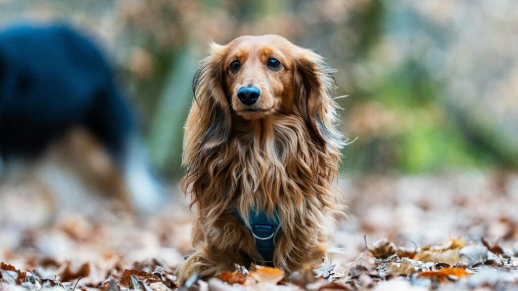 ras anjing dachshund sifat, karakteristik, dan perawatan 2