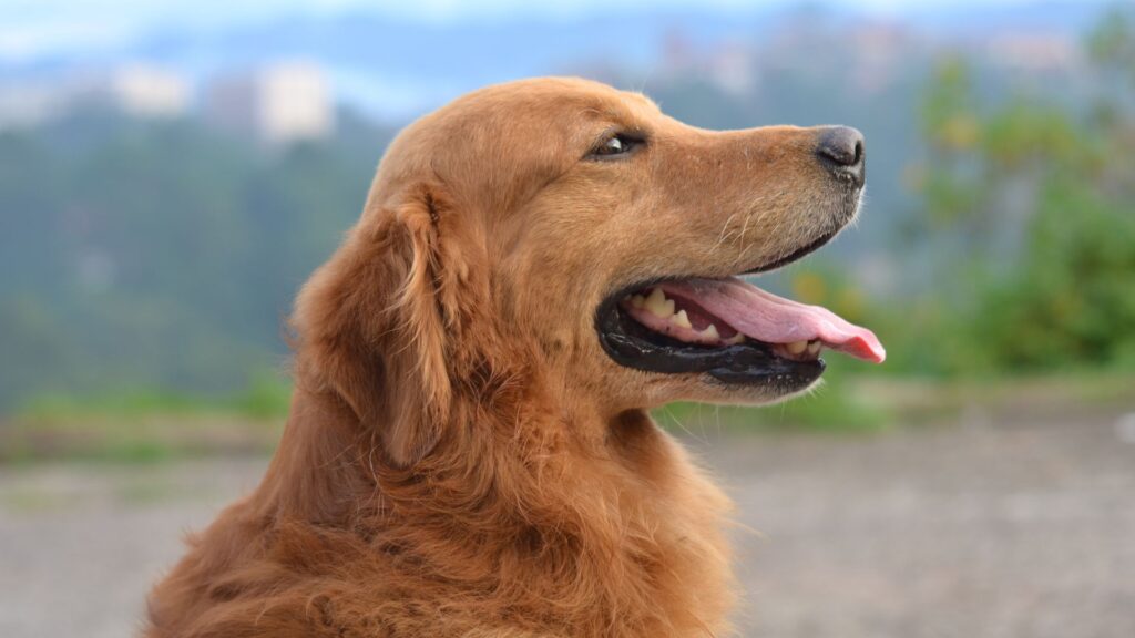 paw packets Golden Retriever: Sifat, Karakteristik, dan Perawatan 3