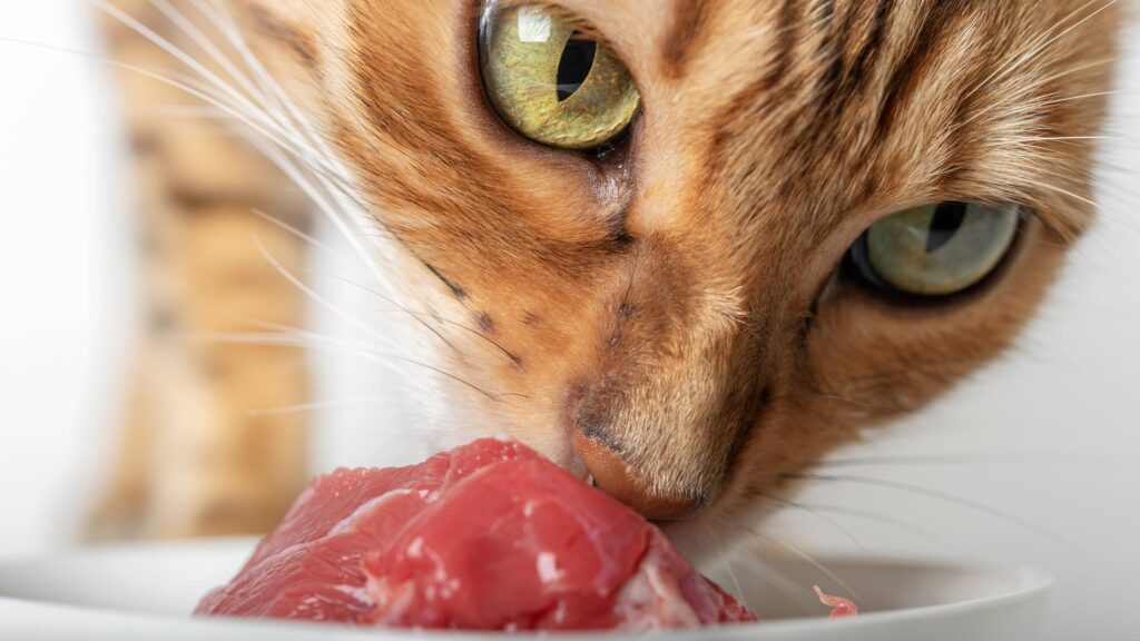 manfaat nutrisi raw food untuk kucing