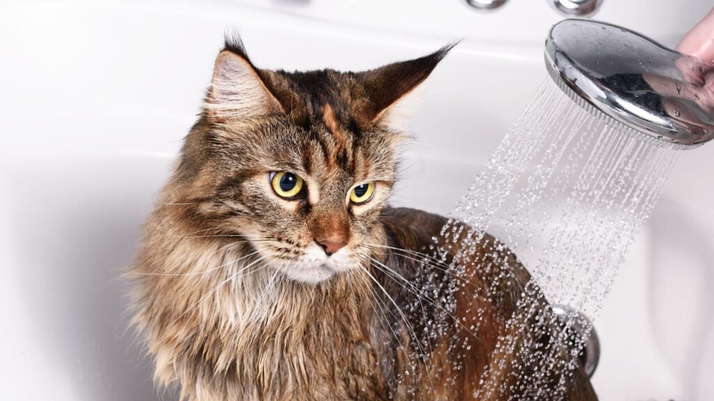 seberapa sering kucing perlu dimandikan