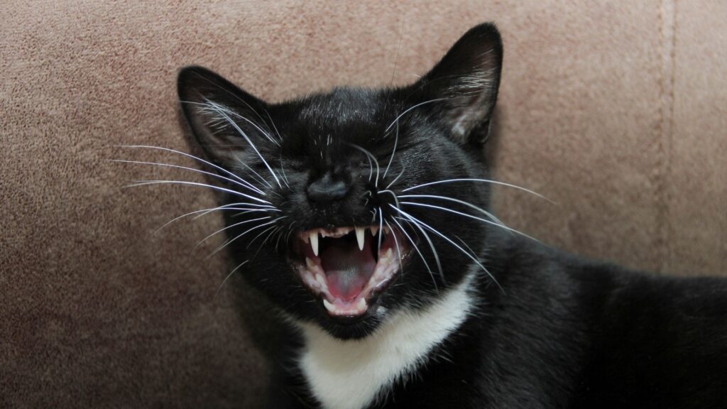 tanda kucing mengeong di malam hari karena masalah kesehatan