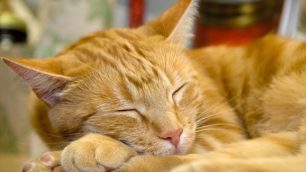 penyebab umum kucing kurang nafsu makan