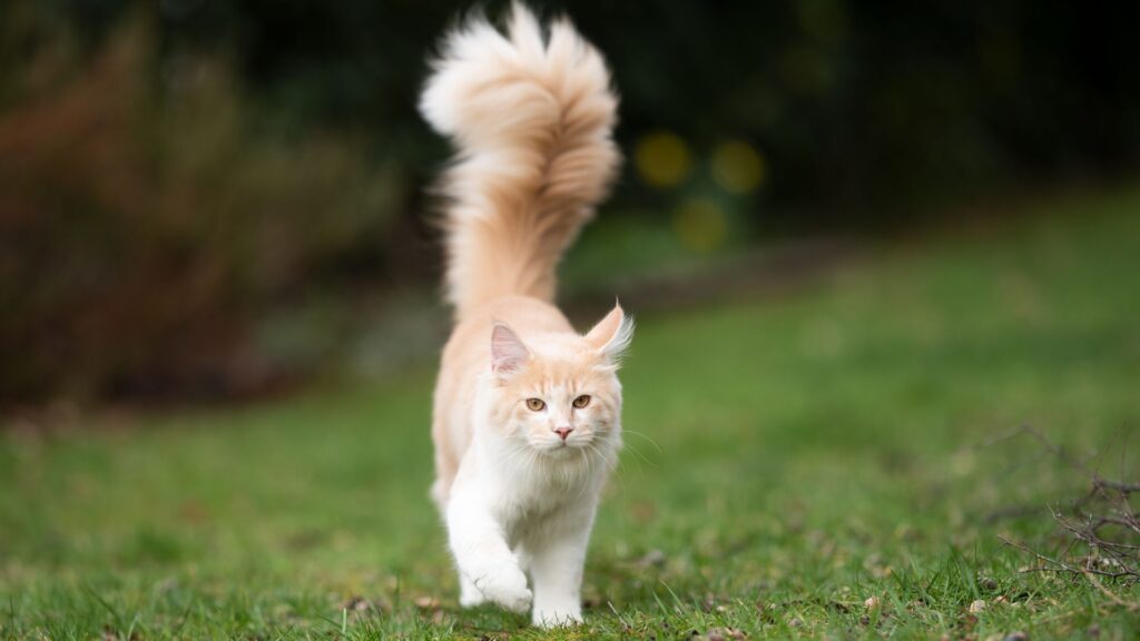 arti ekor kucing tegak