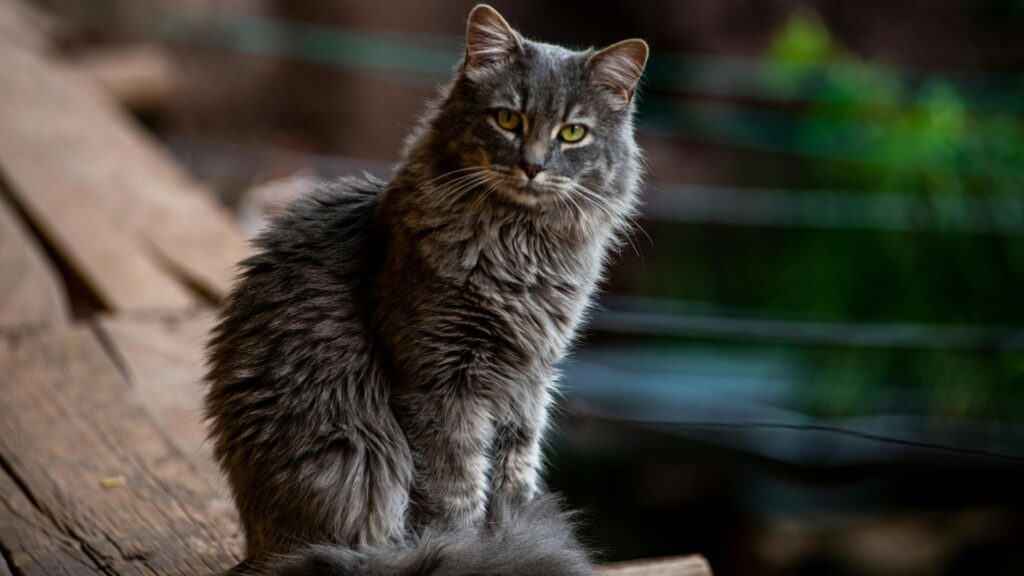 cara perawatan grooming kucing bulu panjang