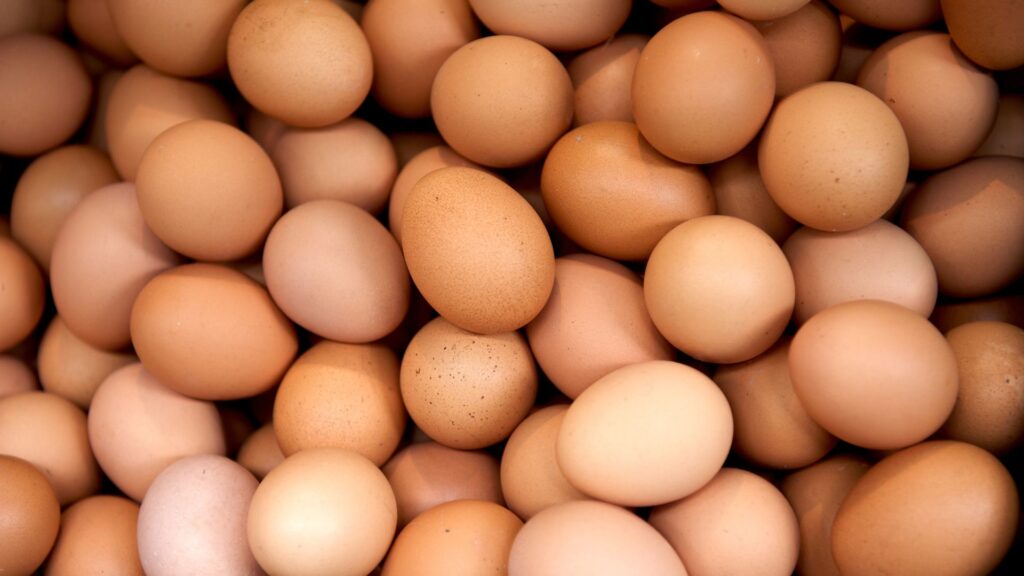 manfaat telur untuk kucing