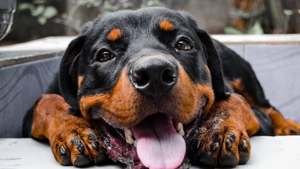 rottweiler sifat karakteristik dan perawatan 2