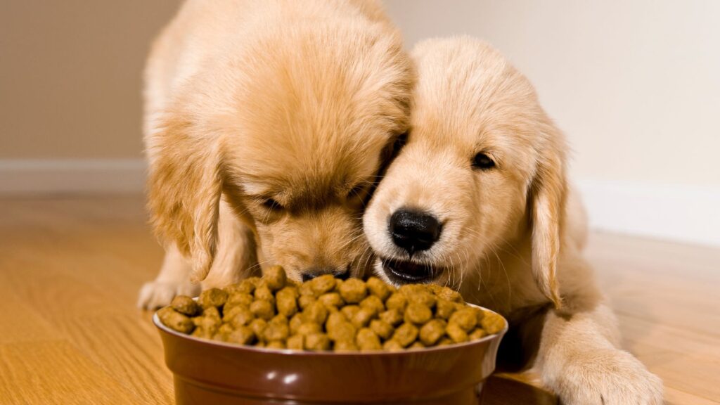 kelebihan kibble untuk anjing dan kucing