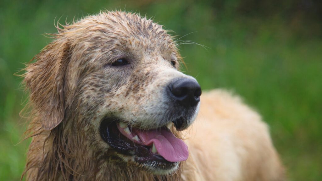 seberapa sering anjing perlu dimandikan