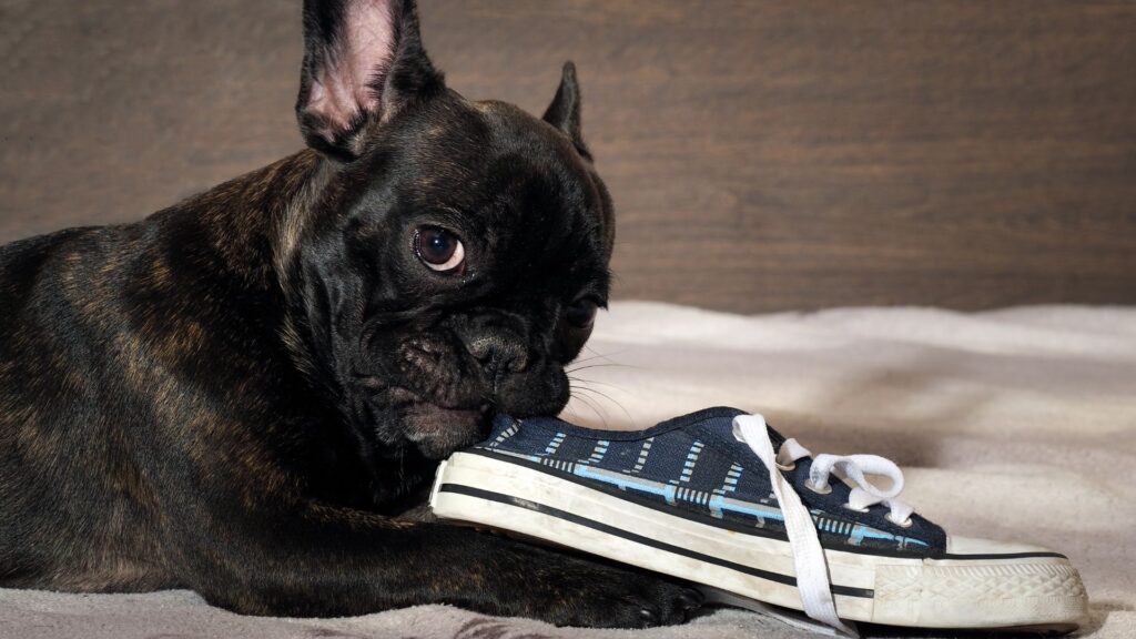 paw packets perilaku anjing yang sering disalahpahami: mengunyah barang