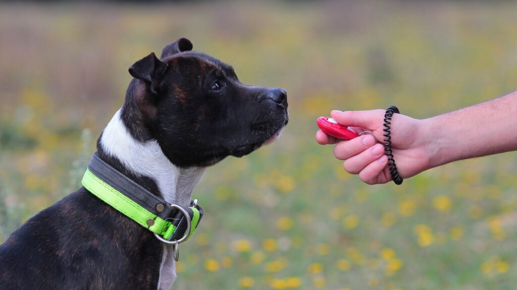 teknik dasar untuk mengurangi gonggongan anjing