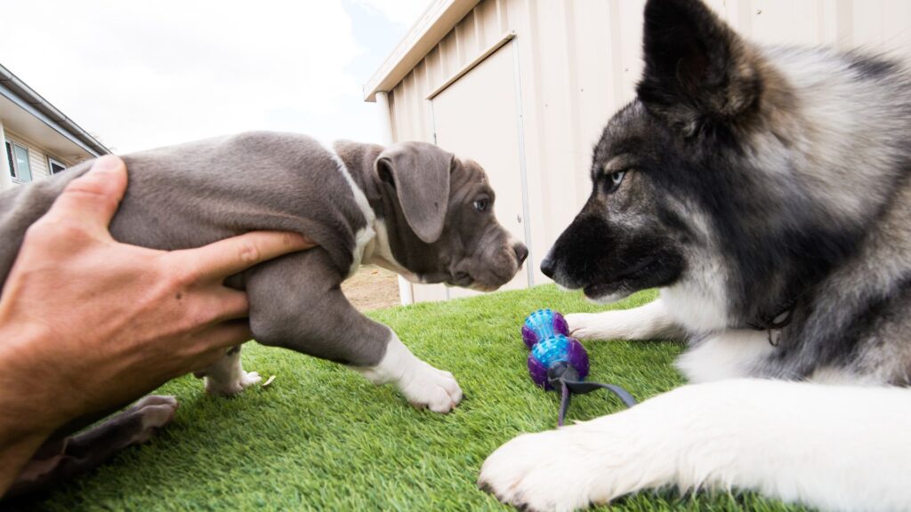 kapan anjing sebaiknya mulai sosialisasi