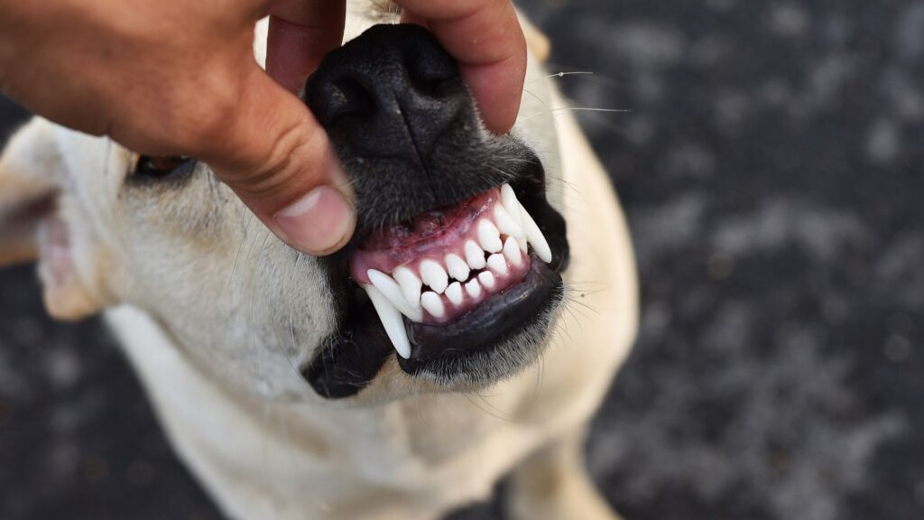 kapan dan seberapa sering gigi anjing harus digosok/disikat