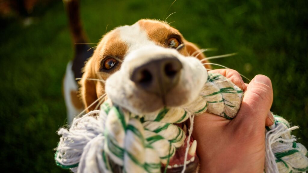 cara membantu anjing yang mudah stres