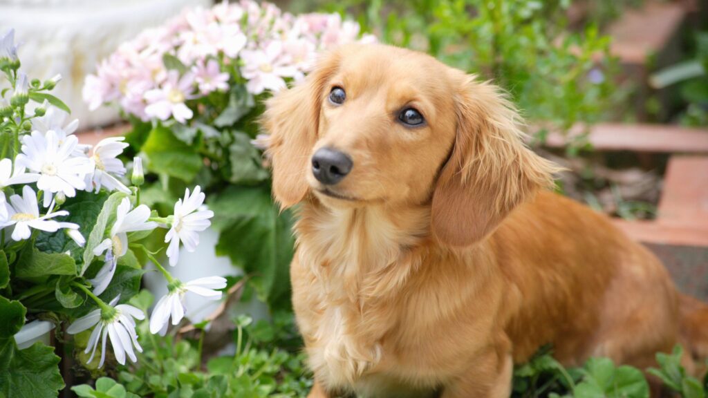 ras anjing dachshund sifat, karakteristik, dan perawatan 3