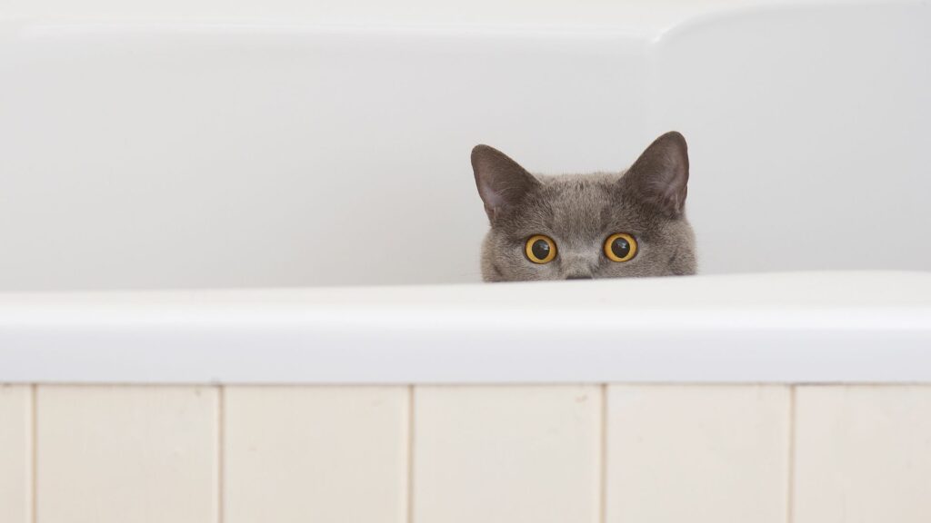 persiapan sebelum memandikan kucing