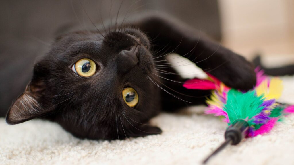 cara mengurangi kucing mengeong di malam hari