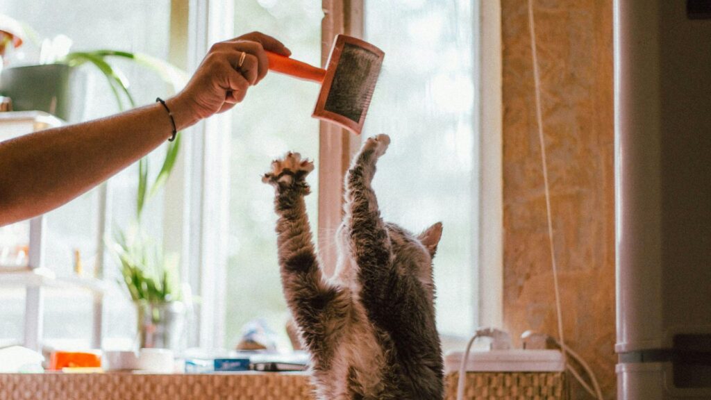 seberapa sering menyisir bulu kucing