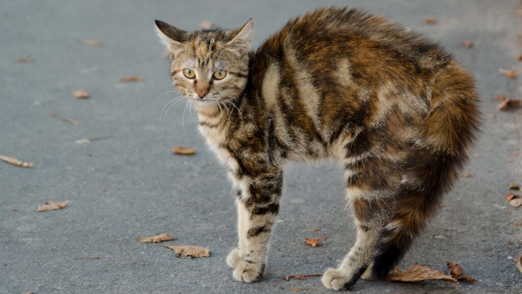 arti ekor kucing menggembung saat takut atau terancam