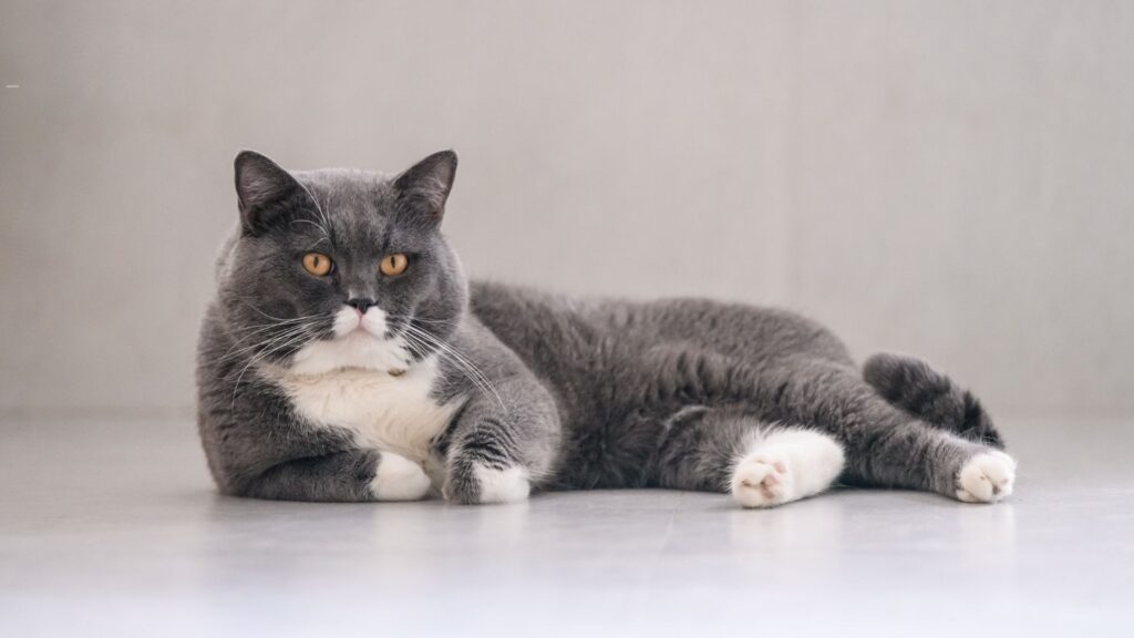 cara perawatan grooming kucing bulu pendek