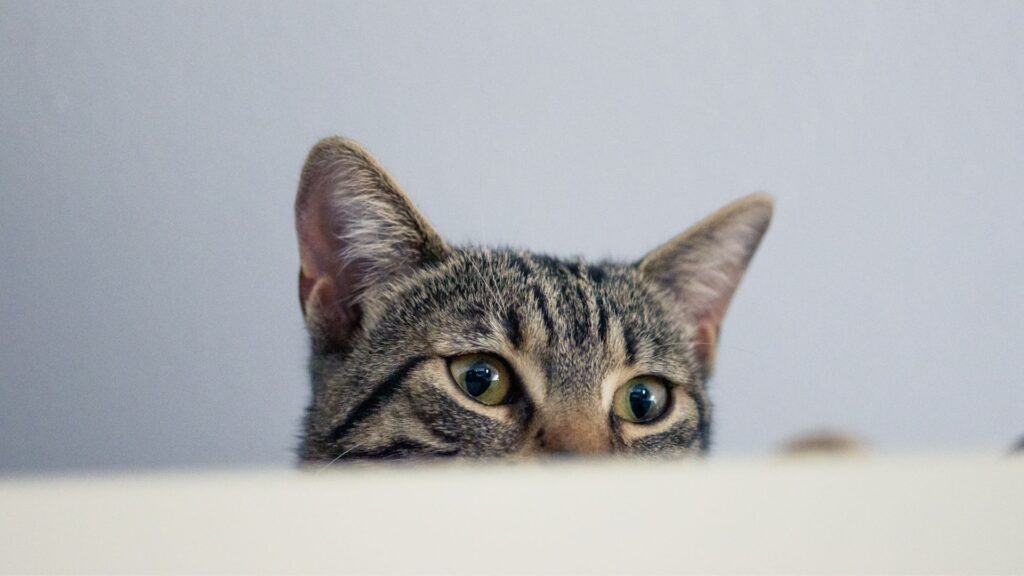 risiko memberikan telur pada kucing