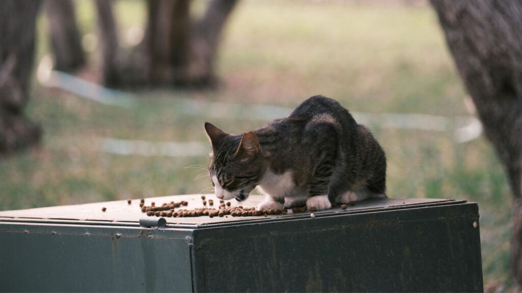 apakah kibble aman untuk kucing