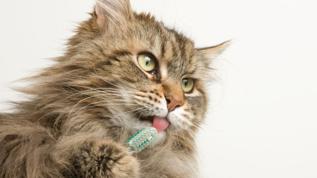 persiapan sebelum menggosok gigi kucing