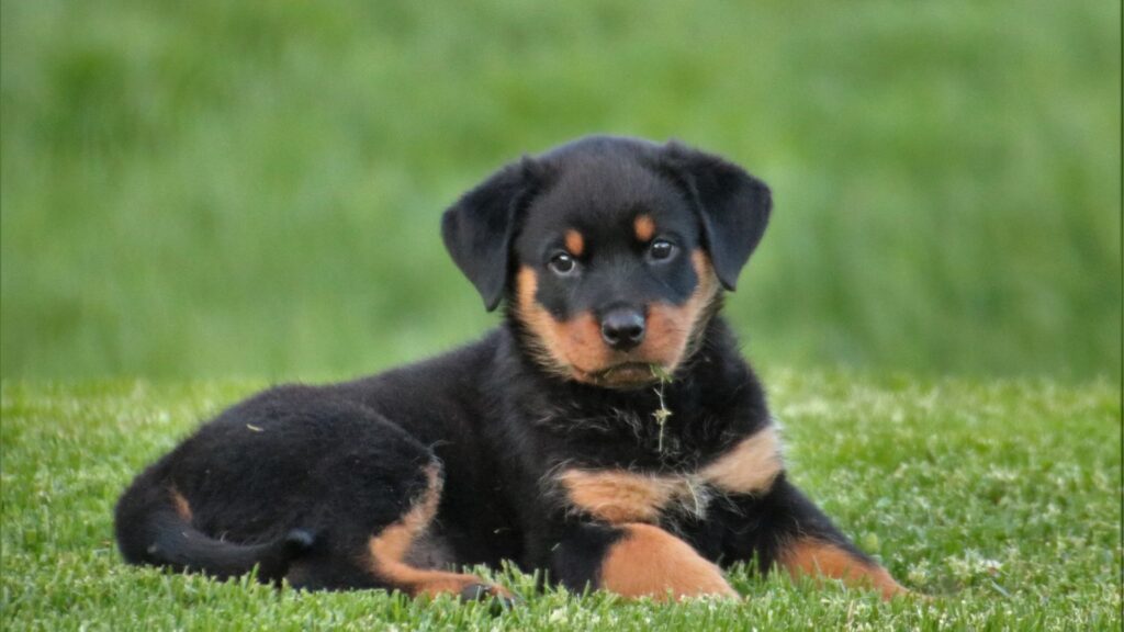 rottweiler sifat karakteristik dan perawatan 3