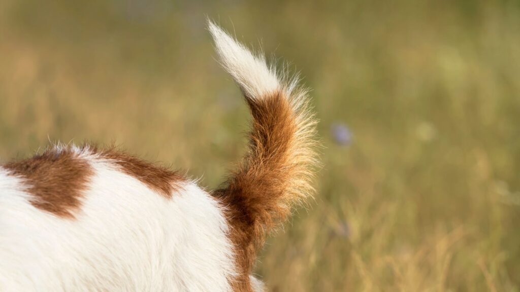 paw packets perilaku anjing yang sering disalahpahami: mengibaskan ekor