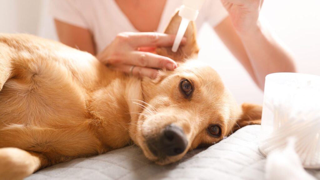 langkah-langkah membersihkan telinga anjing