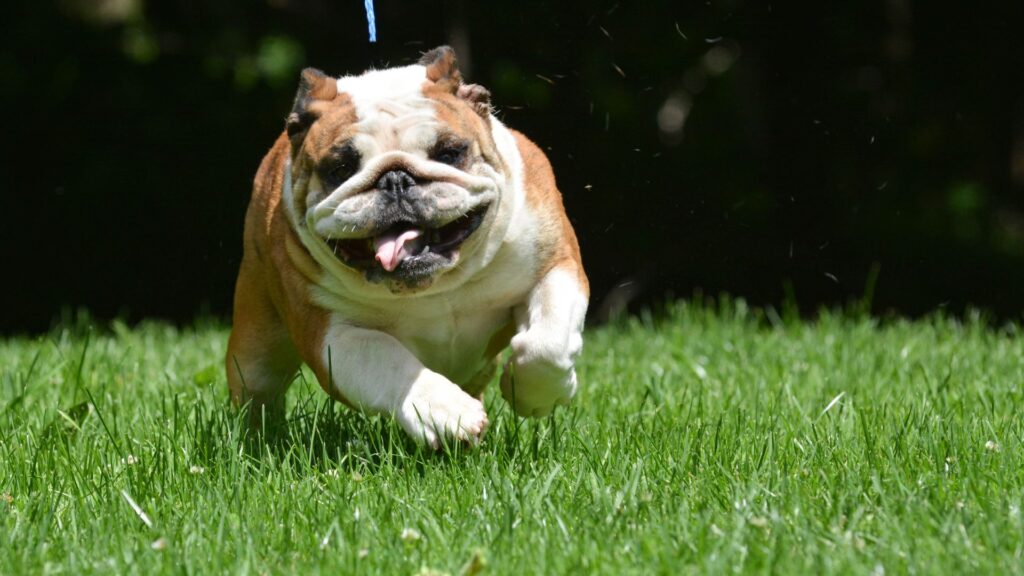 membangun rutinitas dan aktivitas untuk mengurangi gonggongan